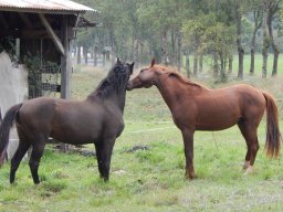 Chevaux